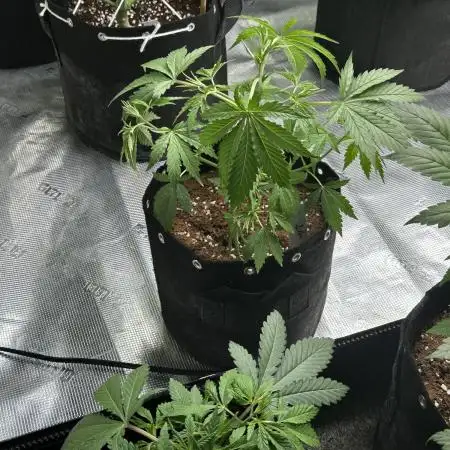 Star Punch 🥊 (Hybrid)