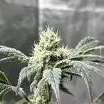 Zkittlez Cake x Chillz #8