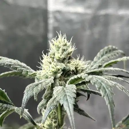 Zkittlez Cake x Chillz #8