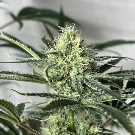 Star Punch 🥊 (Hybrid)