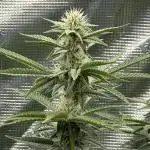 Lemon Cherry Gelato