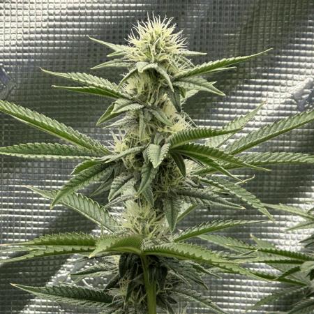 Lemon Cherry Gelato