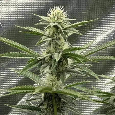 Lemon Cherry Gelato