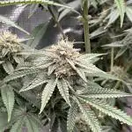 Lemon Cherry Gelato