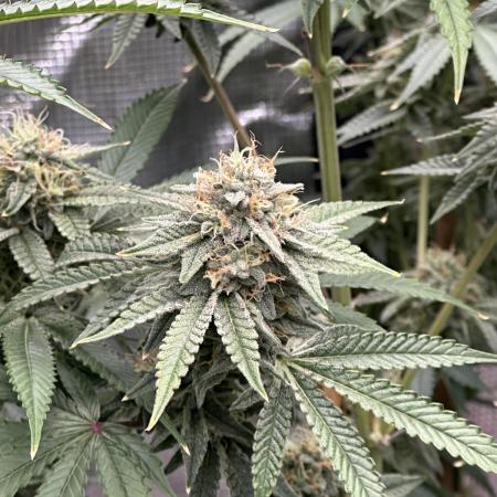 Lemon Cherry Gelato