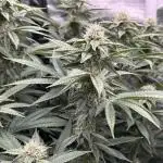Lemon Cherry Gelato