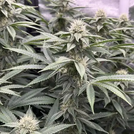 Lemon Cherry Gelato