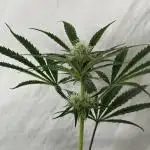 Star Punch 🥊 (Hybrid)