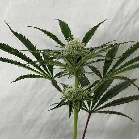 Star Punch 🥊 (Hybrid)