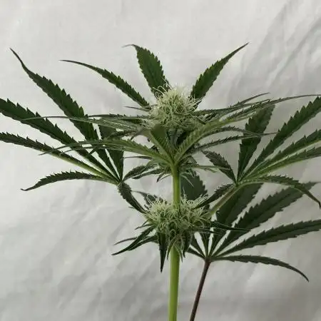 Star Punch 🥊 (Hybrid)