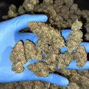 Oreoz Foam