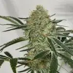 Star Punch 🥊 (Hybrid)