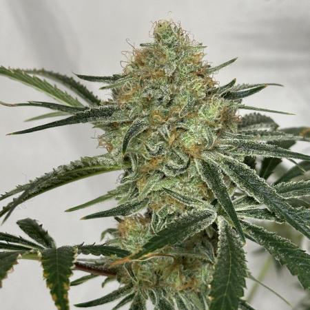 Star Punch 🥊 (Hybrid)