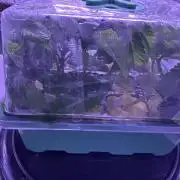 Double Dunked