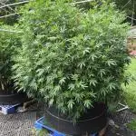 Blimburn Purple Star Killer Outdoor