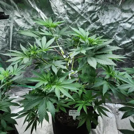 Blimburn Purple Star Killer Outdoor