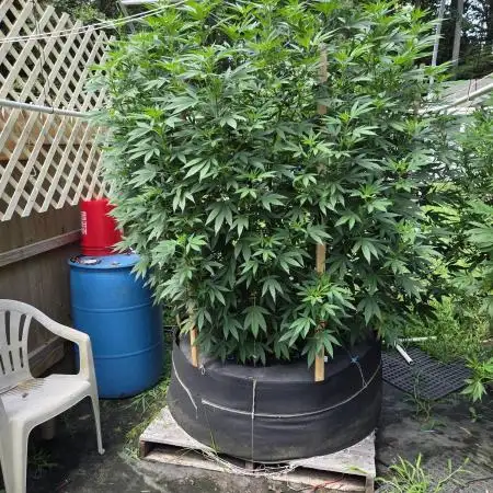 Blimburn Godfather OG Outdoor