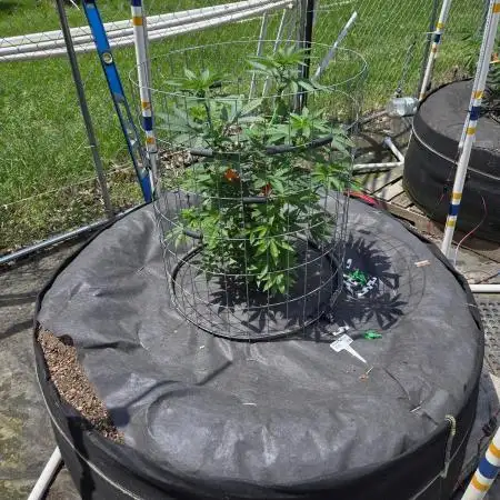 Blimburn Godfather OG Outdoor