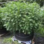 Blimburn Blackberry Moonrocks Outdoor