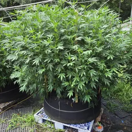 Blimburn Blackberry Moonrocks Outdoor