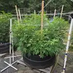 Blimburn Fat Bastard Outdoor