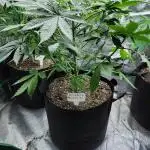 Blimburn Blackberry Moonrocks Outdoor