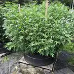 Blimburn Fat Bastard Outdoor