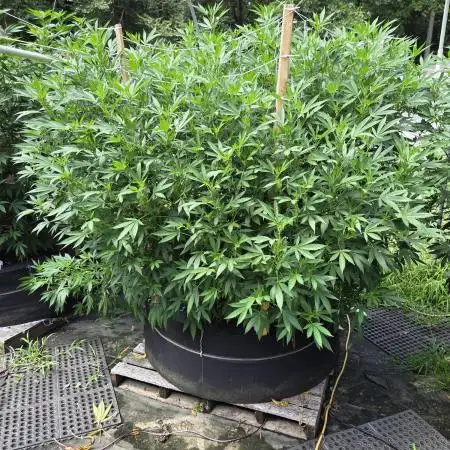 Blimburn Fat Bastard Outdoor