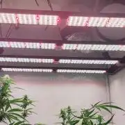 California Haze Humboltd Company