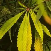 California Haze Humboltd Company