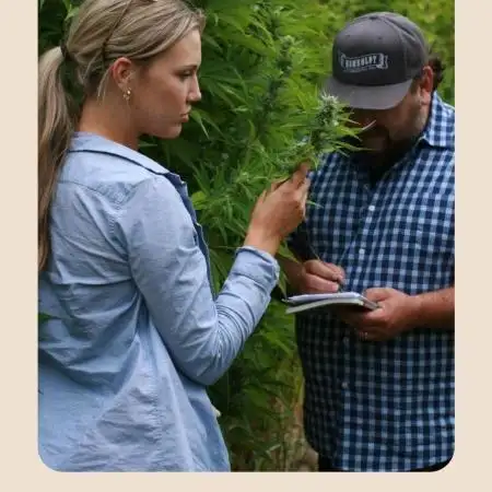 California Haze Humboltd Company