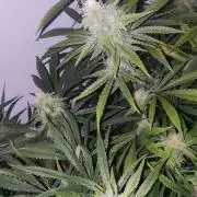 California Haze Humboltd Company