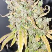 California Haze Humboltd Company