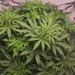 California Haze Humboltd Company