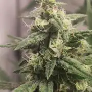 California Haze Humboltd Company