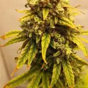 California Haze Humboltd Company