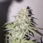 California Haze Humboltd Company