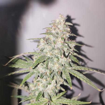 California Haze Humboltd Company