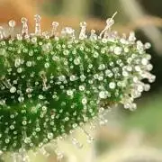 California Haze Humboltd Company