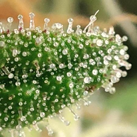 California Haze Humboltd Company