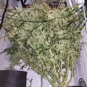 California Haze Humboltd Company