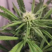 California Haze Humboltd Company