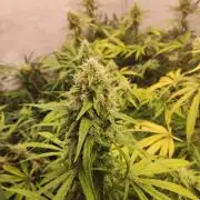 California Haze Humboltd Company