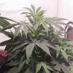 California Haze Humboltd Company