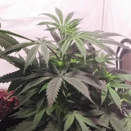 California Haze Humboltd Company