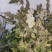 California Haze Humboltd Company