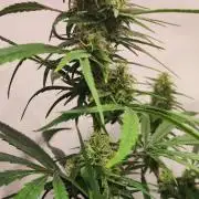 California Haze Humboltd Company