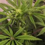 California Haze Humboltd Company