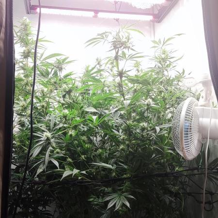 California Haze Humboltd Company