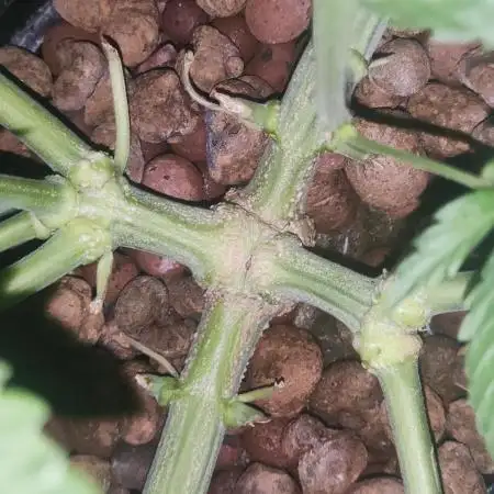 California Haze Humboltd Company